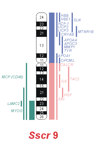 Pod kontrolou genu MYF5 prochází zárodečné svalové buňky kontinuálním mitotickým dělením.