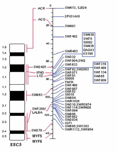 30 3.5.4 Gen MYF6 MYF6 je exprimován především postnatálně a jeho role spočívá v udržování myofibril v diferencovaném stavu (Olson, 1990).