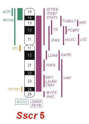 Skládá se ze tří exonů a dvou intronů a jeho kompletní sekvence byla poprvé popsána v roce 1990 (Miner a Wold, 1990). Ernst et al.