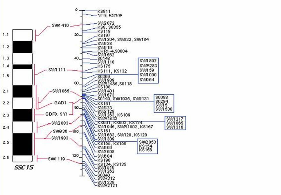 34 (2002) došli k závěru, že tato mutace může být molekulárním markerem QTL pro procento libového masa. Jiang et al.