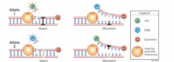 37 spojení s dsdna, a proto v průběhu nárůstu PCR produktu dochází k růstu signálu 2) hybridizační sondy: používají se 2 sekvenčně specifické sondy umístěné těsně vedle sebe tak, že na svých