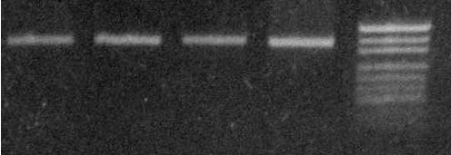 50 Obr. 15 MYOG PCR produkty délky 353 bp 404 bp 331 bp Obr.