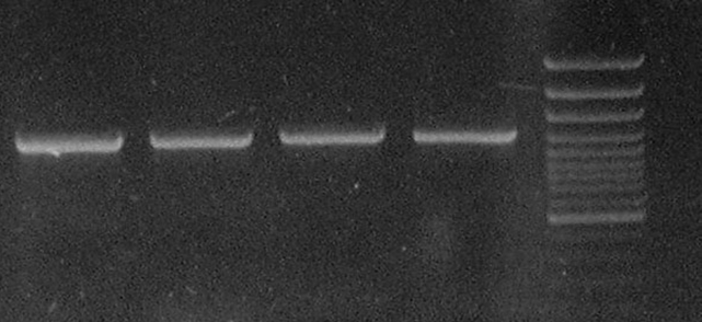 404, 331, 242, 190, 147, 111/110 a 67 bp 2-9 naštěpené PCR produkty MYF5 Amplifikovaný fragment