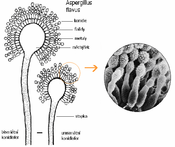 Zemědělské komodity, které mohou být kolonizovány nebo napadeny touto houbou, zahrnují obilí, rýži, cereálie (Dabrowski, 2005) Dále pak podzemici olejnou a další druhy ořechů, kakaové a sojové boby.