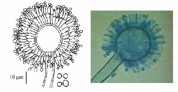 Celkem byly popsány aflatoxiny B 1, B 2, G 1, G 2.