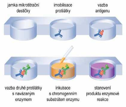 Při stanovování fumonisinů touto metodou je velkou nevýhodou tzv.