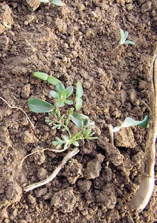Obilniny Herbicidní ochrana Jsou-li plevele v této růstové fázi, je ideální čas pro aplikaci Arratu. Foto J.
