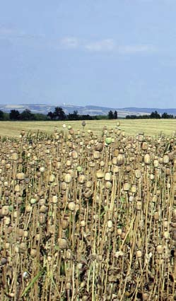 Mák setý Pěstování v ČR Mák setý a intenzivní pěstování Mák se stává spolu s cukrovkou jednou z nejlukrativnějších plodin českého zemědělství. Vývoj ploch a výnosů od roku 1920 znázorňuje tabulka č.