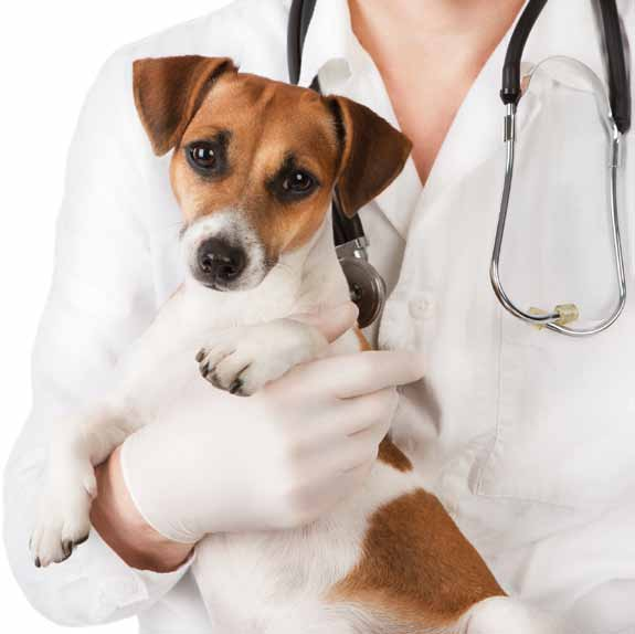 HEALTHY PETS VETERINARY line Vitamínové doplňky navržené s ohledem na maximální účinnost pro daný zdravotní problém.