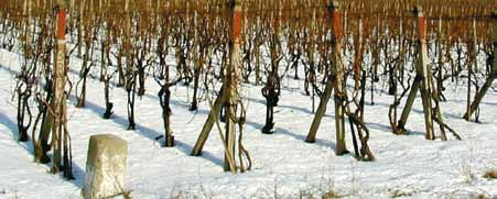 296 14 vinohradnictví a vinařství Životnost opěrné konstrukce by měla být alespoň 30 let, sloupky mohou být ze dřeva, z pozinkované ocele, betonu nebo plastu Celkový výpadek rostlin koncem prvního