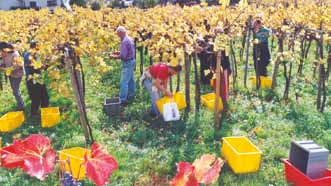 304 14 vinohradnictví a vinařství Sklizeò hroznù V ČR ekologicky hospodaří jen několik vinařů, potenciál místního trhu s biovínem je však větší Časté bedny o nosnosti 30 až 40 kg mají přednost v tom,