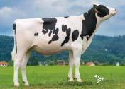 9097 3,94 358 3,69 336 VG 85 GENOMICKÉ PLEMENNÉ HODNOTY USA/ GENOMIC BREEDING VALUES US 8/2015 Mléko Milk +1142 lb Fat 0,04 % +31 lb Bílkoviny Protein +0,02 % +41 lb Opakovatelnost Reliability 74 %