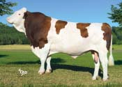 CZECH REPUBLIC 8/2015 Mléko Milk +650 kg Fat +0,06 % +32 kg Bílkoviny Protein +0,00 % +23 kg Opakovatelnost Reliability 99 % (481 dcer/101 stád) SIC celk. sel.