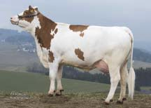 GERMANY and AUSTRIA 8/2015 (DAC) Mléko Milk +1079 kg Fat +0,02 % +46 kg Bílkoviny Protein 0,10 % +30 kg GZW (celk. sel.