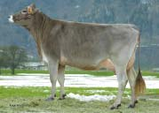 1999 BROWN SWISS Betta Vue Emory Prelude ET US 1876680 K Top Acres Dotson ET aaa: 516342 R Hart CD Candy ET US 8407320 US 1798012 2 305 14937 4,37 653 3,25 486 Gentle Breeze Mat Christine US 7088490