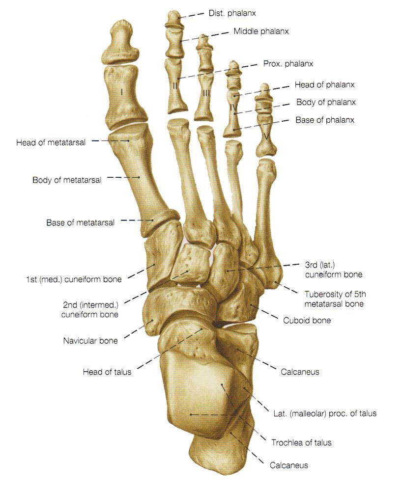 2.2 Anatomie nohy a hlezenního kloubu Kosti nohy Kosti nohy neboli ossa pedis zahrnují kosti zánártní (ossa tarsi), kosti metatarsu (ossa metatarsi), články prstů (ossa digitorum) a sezamské kůstky