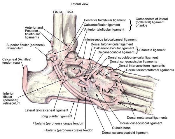 V oblasti nohy se distálním směrem vyskytuje articulatio calcaneocuboidea, což je vlnovité spojení prohnutých ploch distálního konce calcaneu s os cuboideum.