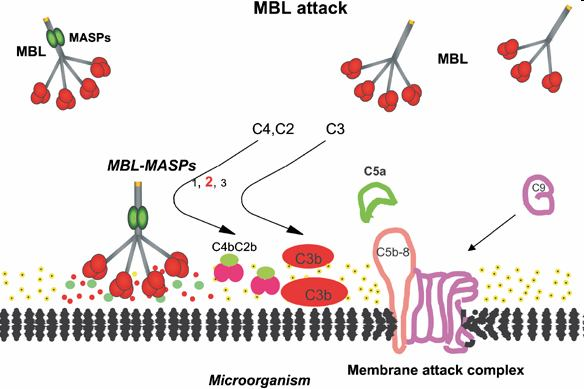 Lektinová dráha 1. MBL přítomný v krvi se váže se serinovou proteázou MASPs (MBL-associated serine proteases). 2.