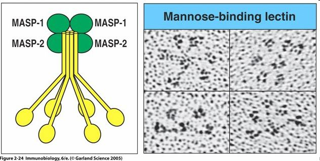Struktura lektinu vážícího se na manosu MBL je skupina dvou až šesti hlavic na centrálním stonku s kolagenní strukturou, které se váží na cukr.