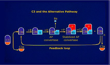Alternativní dráha 1. V krvi se thioesterová vazba C3 samovolně pomalu štěpí a C3a a C3b jsou volně přítomny. 2. pokud je přítomen, C3b se naváže na povrch patogenu a na ni se váže faktor B.