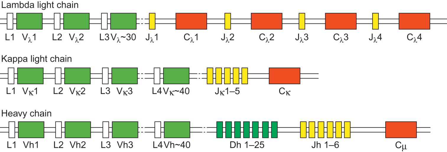 Genetické základy tvorby imunoglobulinů Geny pro H-řetězec (14.
