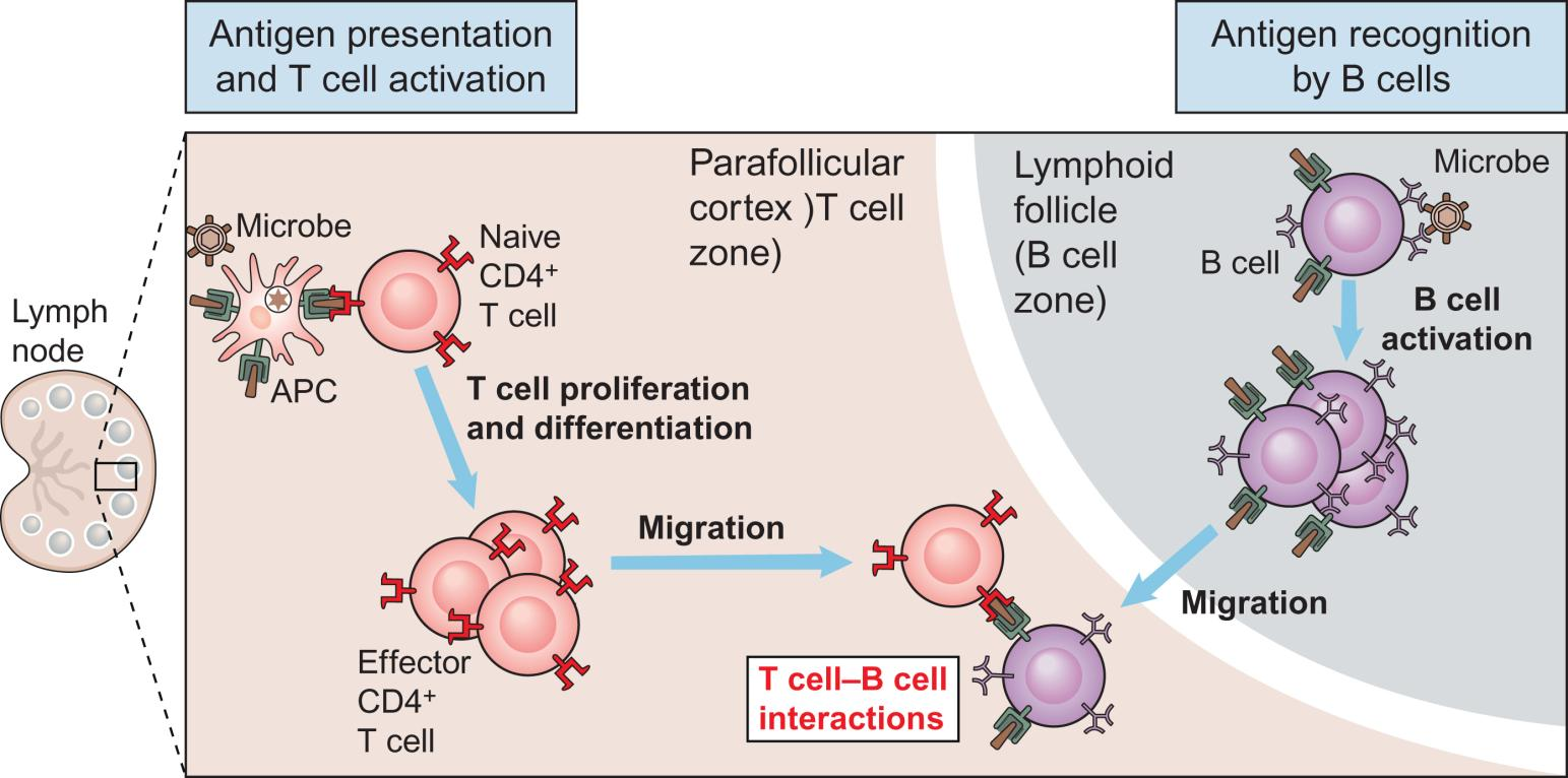 Rozeznávání antigenu T a B buňkami v lymfatické uzlině B buňky rozeznávají specifický antigen v rozpustné formě pomocí membránově vázaného
