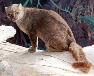 kulaté zornice Jaguarundi (Puma n.