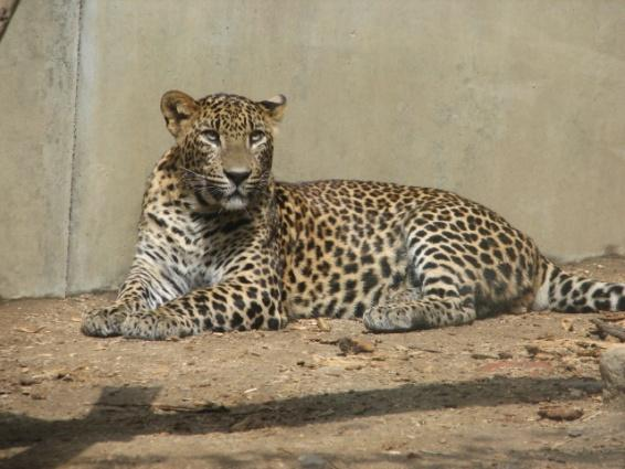 vyhubeny) též názvy leopard, pardál, panter černé rozety bez vnitřní skvrny ( otisky prstů