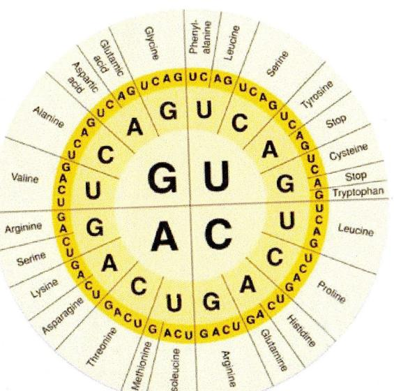 - AUG startovací kodon, který zároveň kóduje methionin jedna z aminokyselin - URA, UGA a AUG znamená stop - Translace tedy probíhá v ribozomech: - t-rna je tj.