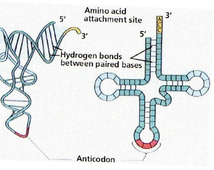 t-rna se naváže na malou podjednotku a jede od 5 do konce, než najde iniciační kodon AUG. Poté nasedají další t-rna podle komplementarity.