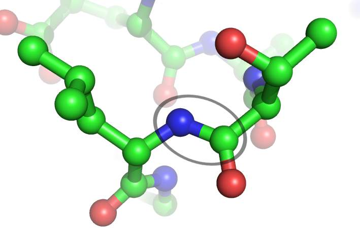 netypické peptidové vazby vázany distální skupiny γ-karboxylová sk.