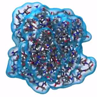 solvatace bílkoviny globulární bílkoviny jsou rozpustné v polárních rozpouštědlech závisí na: -struktuře bílkoviny -permitivitě