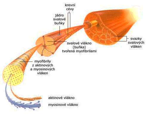 maso - hlavní proteiny svalová vlákna obklopena sarkoplasmou stah zajišťují: myofibrily myofibrilární proteiny myosin (470 kda, ATPasová