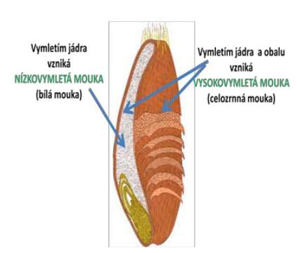potraviny rostlinného původu - cereálie a pseudocereálie proteiny pšenice obsah 7 až 15 % bílkovin 20 % rozpustné 80 % nerozpustné (prolaminy, gluteliny) mouka silná (chlebová) 12 až 14 % proteinů