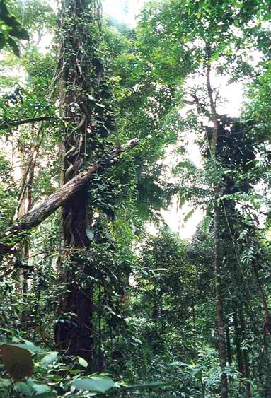 2004: Determining impacts of habitat modification on diversity of tropical forest fauna:
