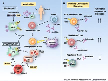 Immunoterapie - Sipuleucel T autologní buněčná immunoterapie schválená pro léčbu asymptomatického nebo minimálně symptomatického