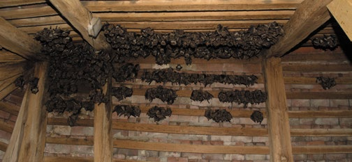ve velkých stromových dutinách mohou i zimovat. Podrobnější údaje o netopýrech obývajících lesy a stromové dutiny lze nalézt v publikaci Netopýři v lesním prostředí (Meschede 2004).