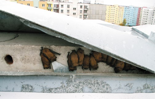 v panelových domech netopýři přímo reagují na úbytek přirozených úkrytů, zejména těch ve stromových dutinách.