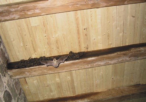 Pohled na opravenou podlahu předposledního patra s kolonií netopýrů.
