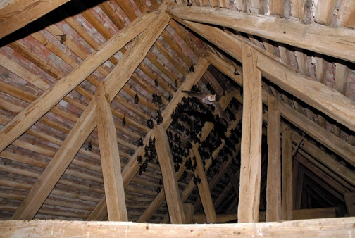 Pod úkryt kolonie byla instalována dřevěná podlážka pokrytá pozinkovaným plechem pro snadnější odstraňování trusu a lepší ochranu původně