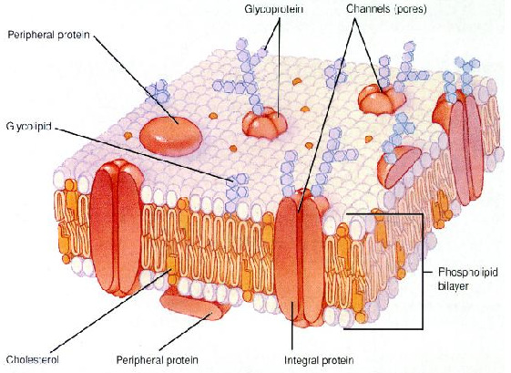 Lipids Slide 24 Biological membranes a membrane consists of phospholipid bilayer with proteins inserted in it or bound to the surface integral proteins