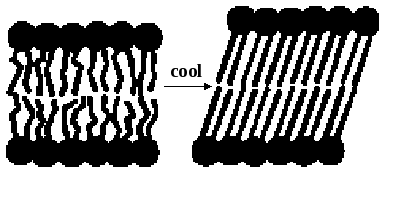 Lipids Slide 25 Membrane fluidity The interior of a lipid bilayer is normally highly fluid.