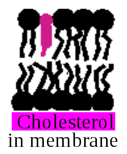 Lipids Slide 26 FA types see above Membrane fluidity Cholesterol inserts into bilayer membranes hydroxyl group oriented out polar environment hydrogen bonds with polar heads of membrane lipids