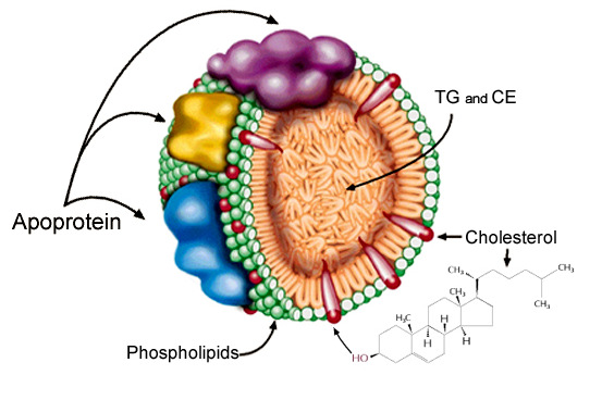 Lipids Slide 29 Lipoproteins for transport in blood non-polar lipids are combined with amphipathic lipids and