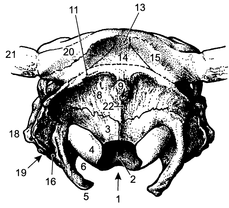 Lebka (cranium): 1: velký týlní otvor (foramen magnum) 2: základnová část (pars basilaris) 3: laterální část (pars lateralis) 4: týlní kloubní hrbol (condylus occipitalis) 5: hrdelnicový výběžek