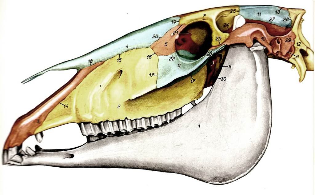 1. Mandibula 2. Maxilla 3. Os incisivum 4. Os nasale 5. Os lacrimale 6. Os zygomaticum 7. Os frontale 8. Os presphenoidale 9. Lamina perpendicularis ossis palatini 10. Os temporale 11.