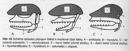 Připojení čelisti k mozkovně Autostylie - jeden ze tří typů připojení horní čelisti (palatoquadratum, u savců maxily) ke spodní ploše lebečního mozkového pouzdra, a to pevným vazivovým srůstem v
