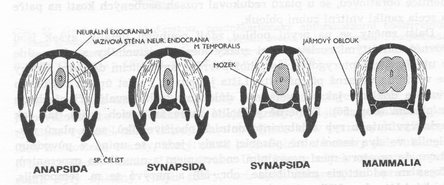 MOZKOVÁ ČÁST: - chrání mozek a smyslové orgány - základem je chrupavčitá mozkovna u žraloků z té u většiny obratlovců vzniká báze mozkovny -další částí je klenba lebeční a patrový komplex z