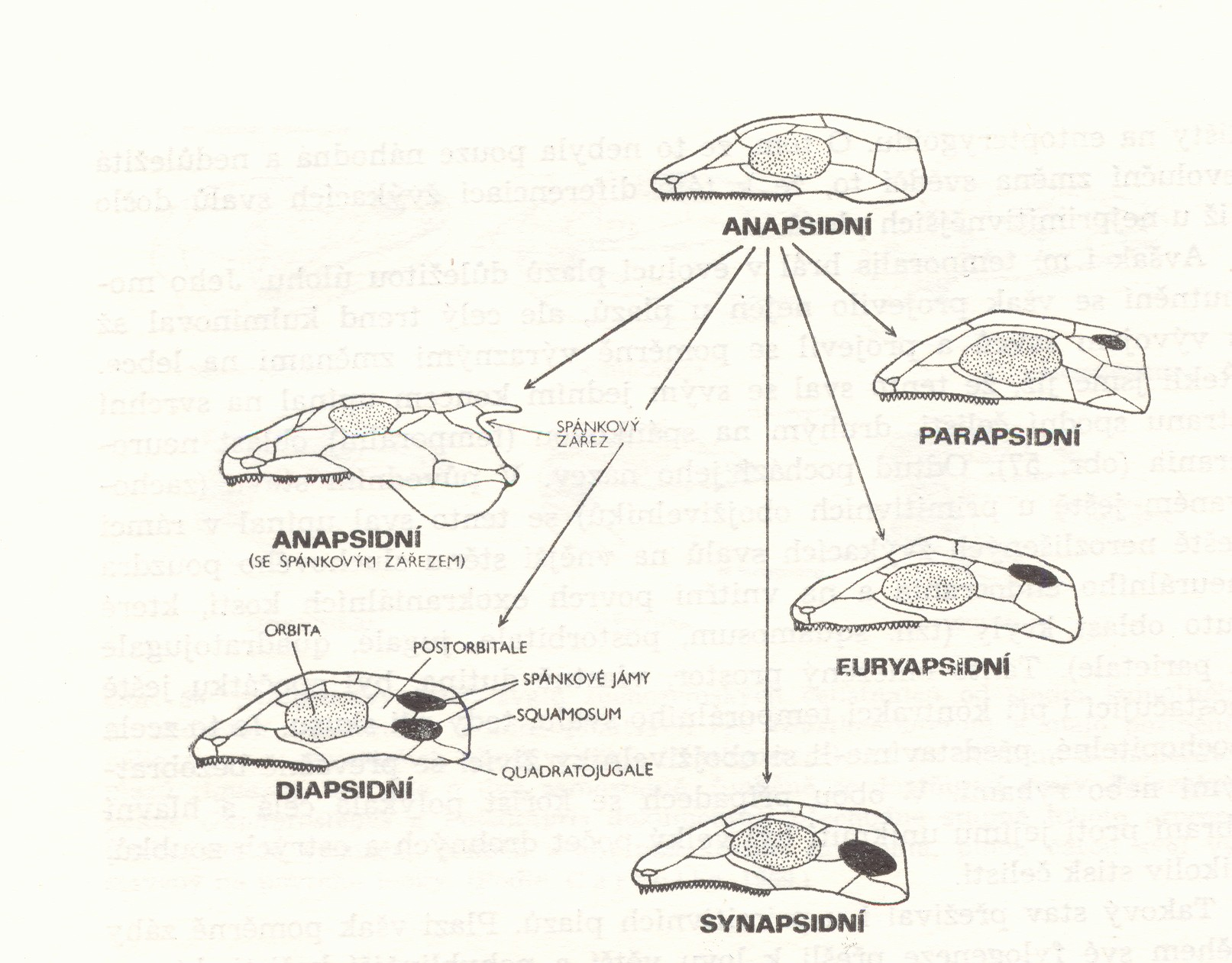 (a) Anapsidní vývojově primitivní, nejsou tvořeny spánkové jámy ani jařmové oblouky (obojživelníků, vývojově původních plazů (Cotylosauria) a některých fosilních i recentních želv) (b) Synapsidní