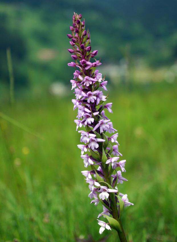 P tiprstka žežulník, orchidej, kterou lze spat it na pozemcích farmy ARRAKIS, je spjata s tradiční zem d lskou krajinou, tedy s extenzivními loukami a pastvinami vytvo enými člov kem.